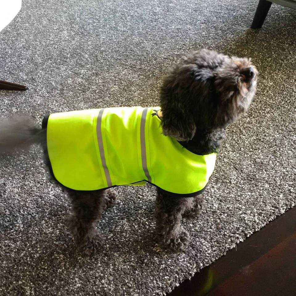 How To Put A Jacket On A Dog